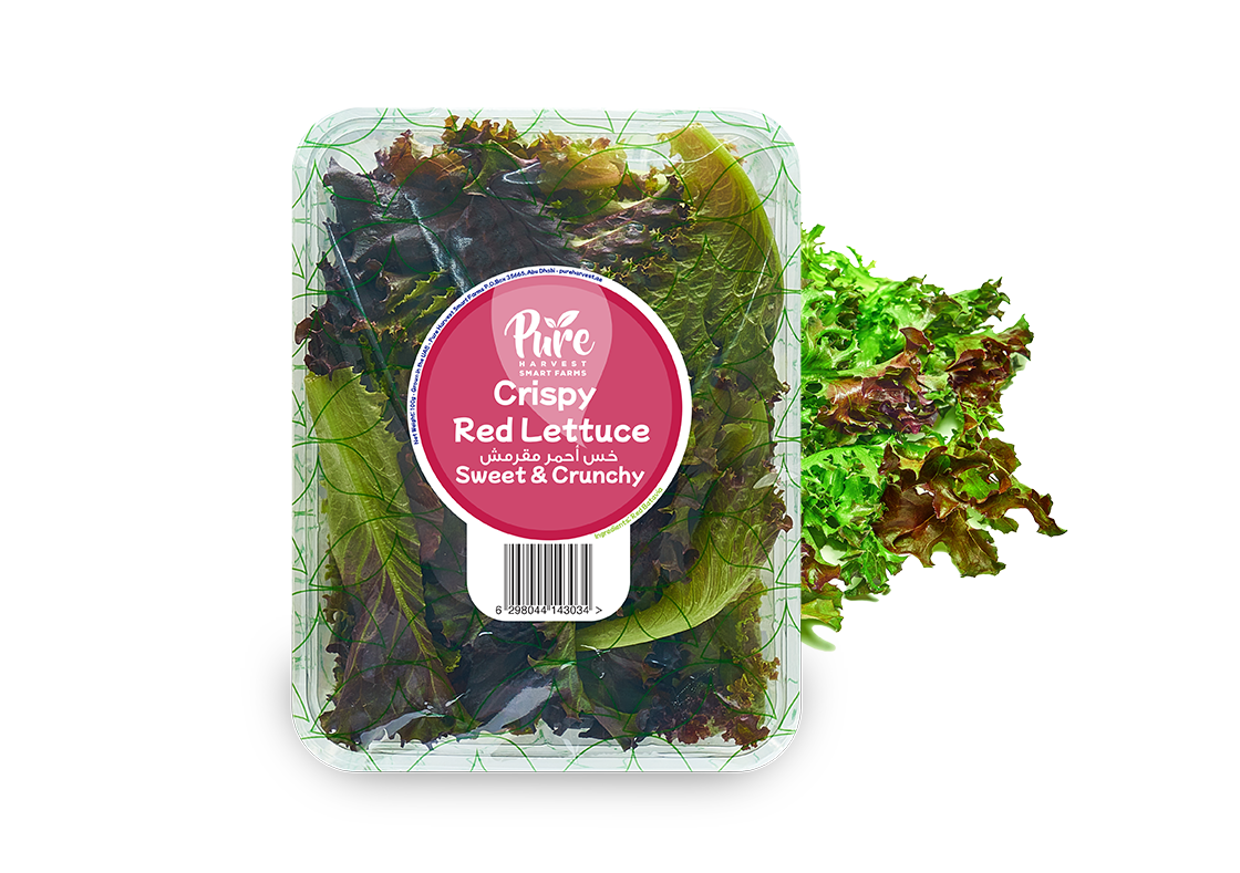 Crispy Red Lettuce