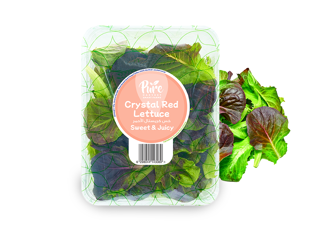 Crystal Red Lettuce