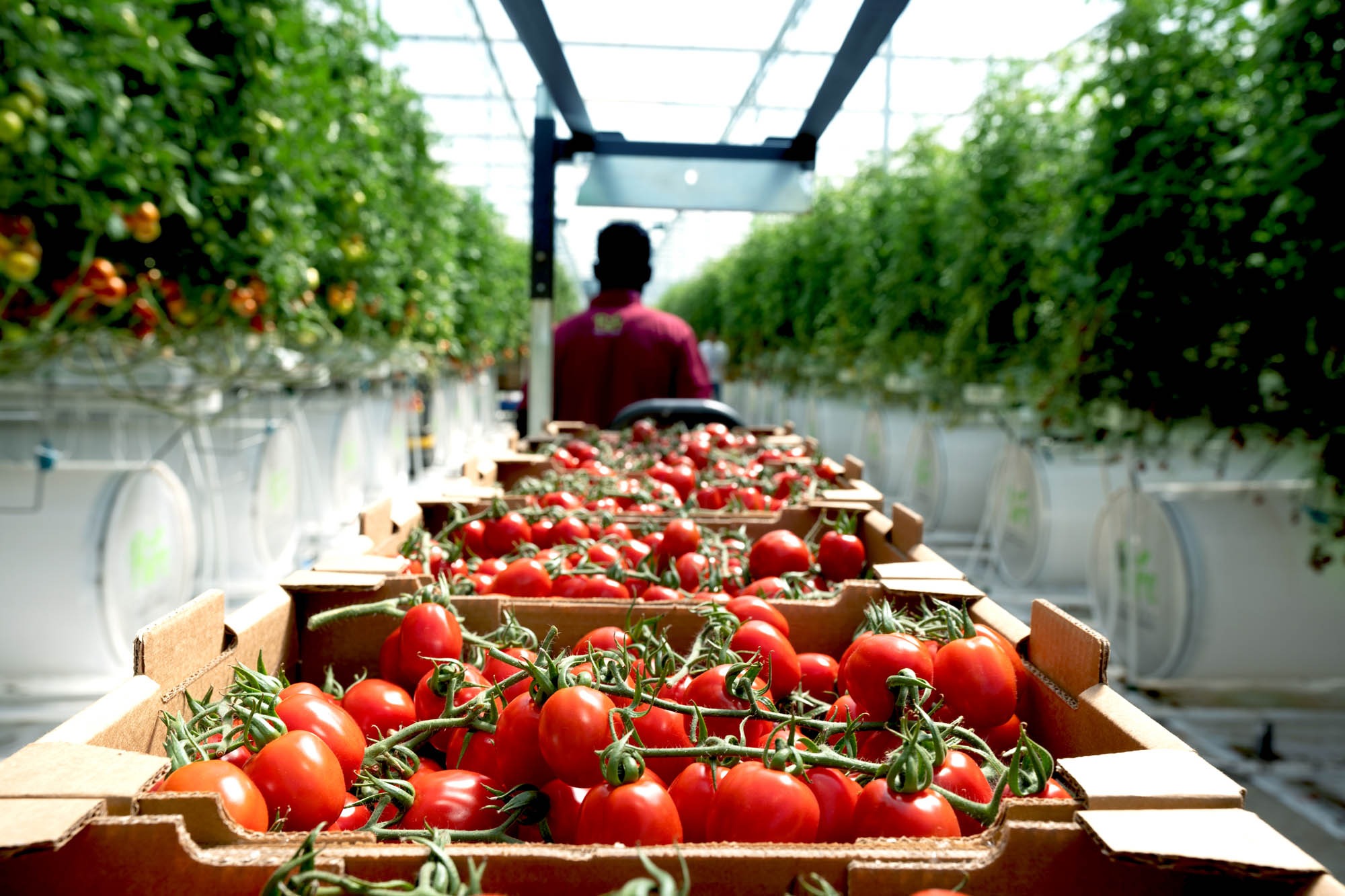 Fresh vine tomatoes in crates in a Pure Harvest greenhouse