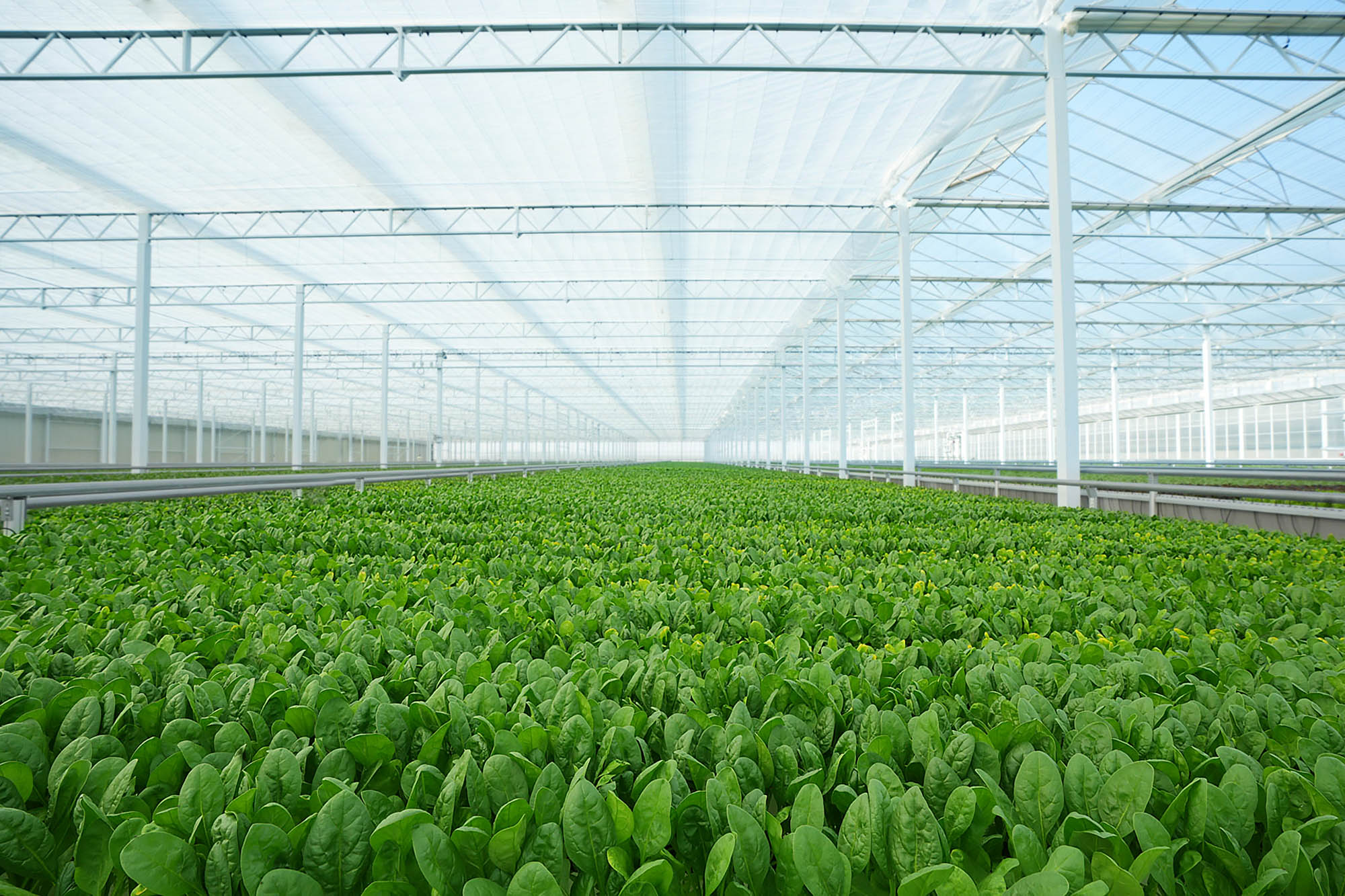Leafy greens growing in a Pure Harvest greenhouse